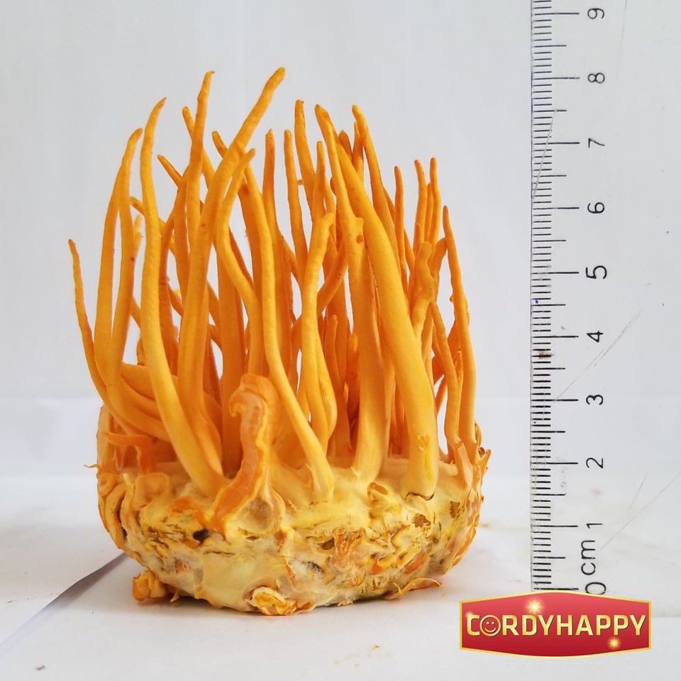 Đông trùng Hạ thảo tươi bình nhỏ