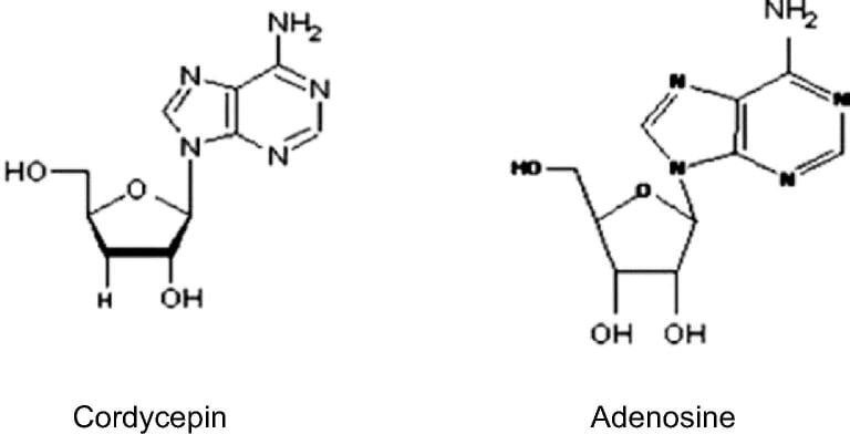 cấu trúc hóa học cordycepin