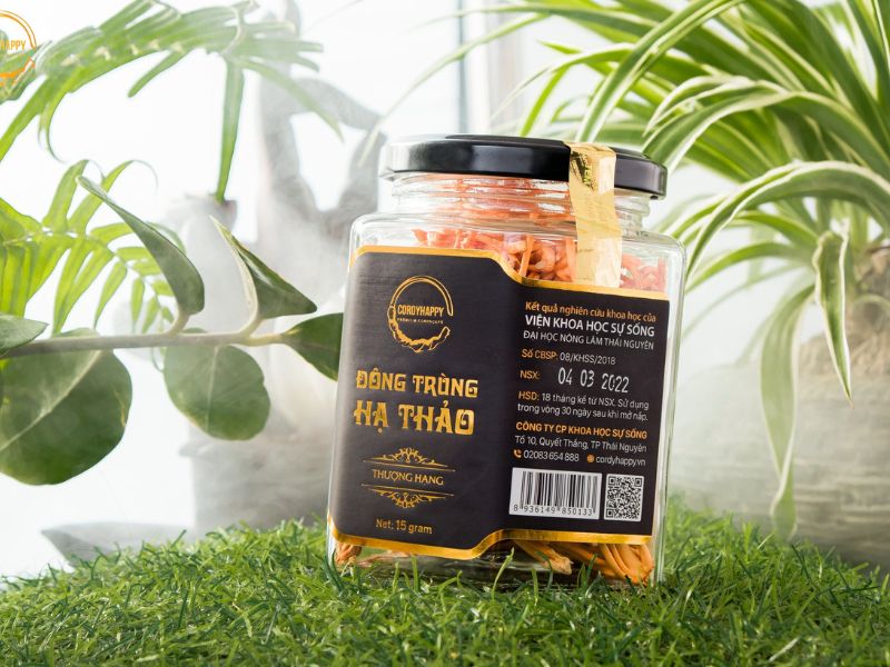 Tác dụng của đông trùng hạ thảo