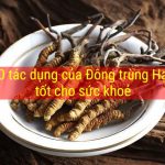 Top 10 tác dụng của Đông trùng Hạ thảo tốt cho sức khỏe